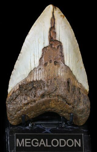 Bargain, Megalodon Tooth - North Carolina #54791